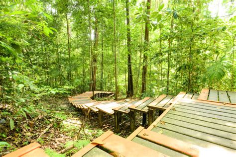  Taman Negara Milli Parkı: Yemyeşil Bir Cennet ve Vahşi Hayatı Keşfetmek İçin Muhteşem Bir Mekan!