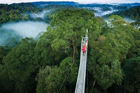 Ulu Temburong National Park: Tarihi Yıldızlı Göklerin ve Yemyeşil Yaşamın İncisi!